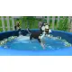 Little Friends: Puppy Island