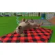 Little Friends: Puppy Island