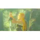 The Legend of Zelda: Breath of the Wild  Game Cart (mde)